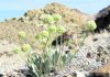 Federal agency: Nevada flower near mine should be protected