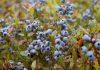 Maine’s blueberry crop faces climate change peril