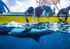 Expedition on the Saba Bank to Enhance Tiger Shark Protection