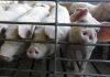 New U.S. rules to protect animal farmers expected soon