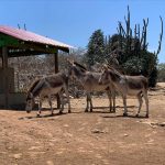 Thu 22- Donkey Sanctuary_result
