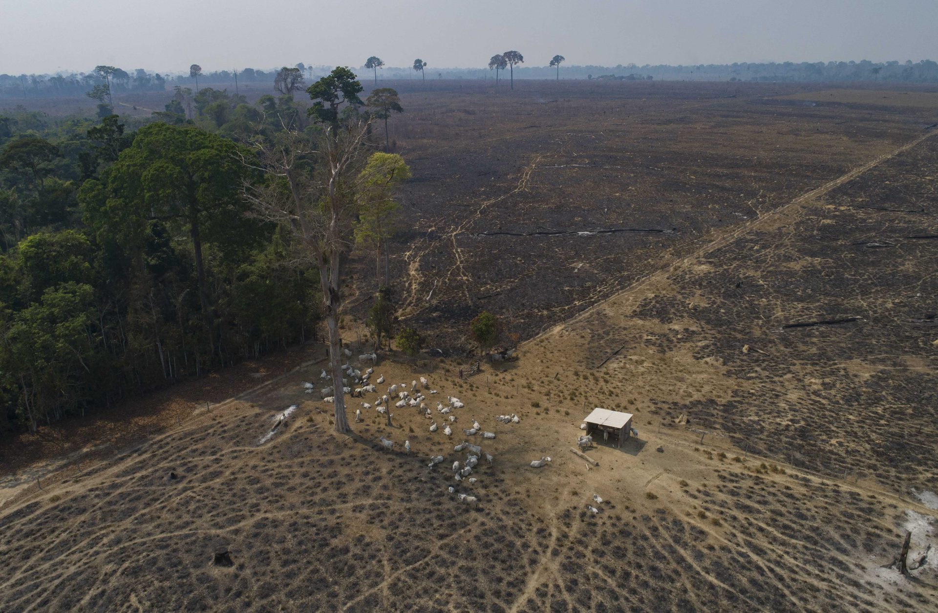 Data signals third year of vast Brazil Amazon deforestation Aruba Today