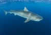 Unraveling the mysteries of the Saba Bank: DCNA tiger shark expedition 2021