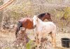 Faye Ranch, a special horse sanctuary hidden in Jamanota