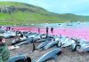 Slaughter of dolphins on Faeroes sparks debate on traditions