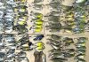 Hundreds of migrating songbirds crash into NYC skyscrapers