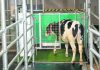 No bull: Scientists potty train cows to use ‘MooLoo’