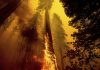 4 famous giant trees unharmed by Sequoia National Park fire
