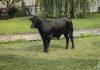Bull that escaped Long Island farm captured after 2 months