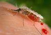 Researchers detect malaria resistant to key drug in Africa