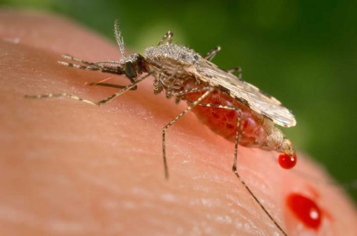 Africa Malaria