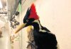 US says ivory-billed woodpecker, 22 other species extinct