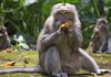With no tourist handouts, hungry Bali monkeys raid homes