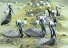 Louisiana: Restored nesting island wildly popular with birds