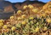 Endangered status proposed for Nevada flower at lithium mine