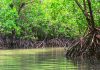 Episode CXXVI- 128: Mangroves