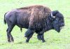 Program to kill Grand Canyon bison nets 4 animals, criticism