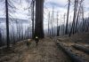 California wildfires torch thousands of giant sequoia trees