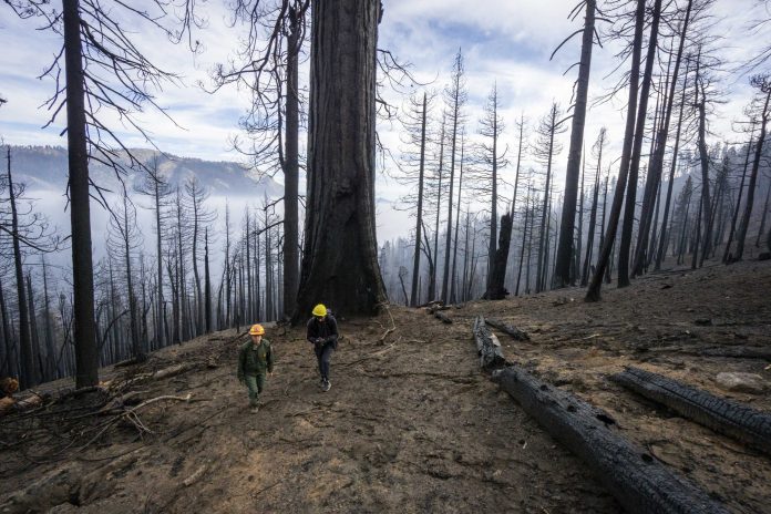 Giant Sequoias Killed