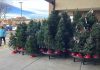 Expect to pay more for Christmas trees, experts say
