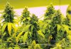 South Dakota Supreme Court rules against pot legalization