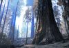 Sequoia National Park opens Giant Forest that survived fire