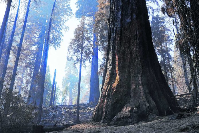 California Wildfires Giant Sequoias