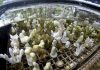 Darwin in a lab: Coral evolution tweaked for global warming