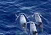 Greenpeace: Greek gas hunt an ‘unbearable’ threat to whales