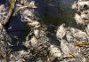 Tequila byproduct spill fouls Mexican reservoir, kills fish