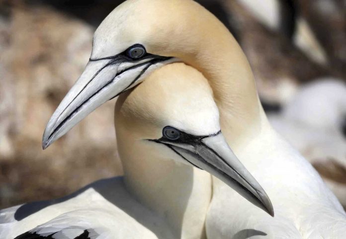 Seabird Loss Climate Change