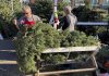 Christmas tree buyers face reduced supplies, higher prices