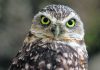 Fake poop helps evicted owls settle into new neighborhood
