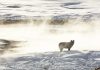 Hunters kill 20 Yellowstone wolves that roamed out of park