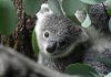 Koala declared endangered as disease, lost habitat take toll