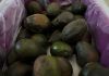 Mexican president sees conspiracy behind avocado ban