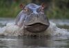 Locals fret as Colombia to declare hippos invasive species