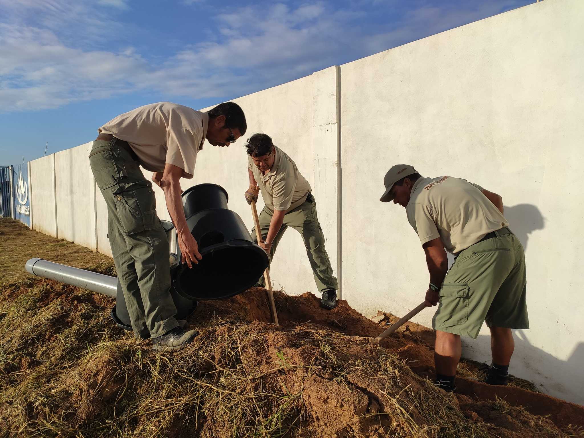 Aruba’s burrowing owl or Shoco – Aruba Today