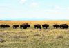 U.S. approves bison grazing on Montana prairie amid criticism