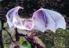 Scientists figure out how vampire bats got a taste for blood