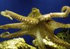 Octopus ancestors lived before era of dinosaurs, study shows