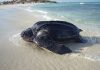 Leatherback Sea Turtle Season has started