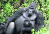 Program helps Congo families protect endangered gorillas