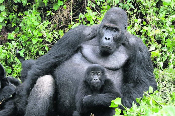 Gorilla Conservation