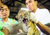WWF report says online wildlife trade on rise in Myanmar