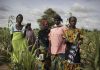West Africa has worst food crisis in decade, aid groups say