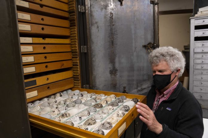 Climate Bird Eggs