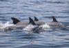 Dolphins’ playful social habits form bonds, but spread virus