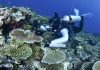Most Great Barrier Reef coral studied this year was bleached