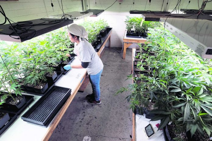 California Marijuana Taxes